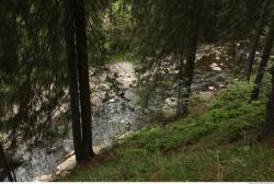 Photo Textures of Forest